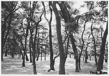 Kyon-ju