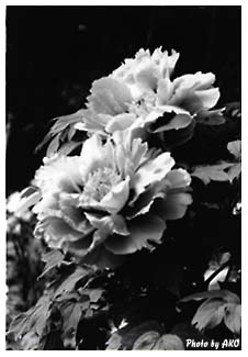 peony